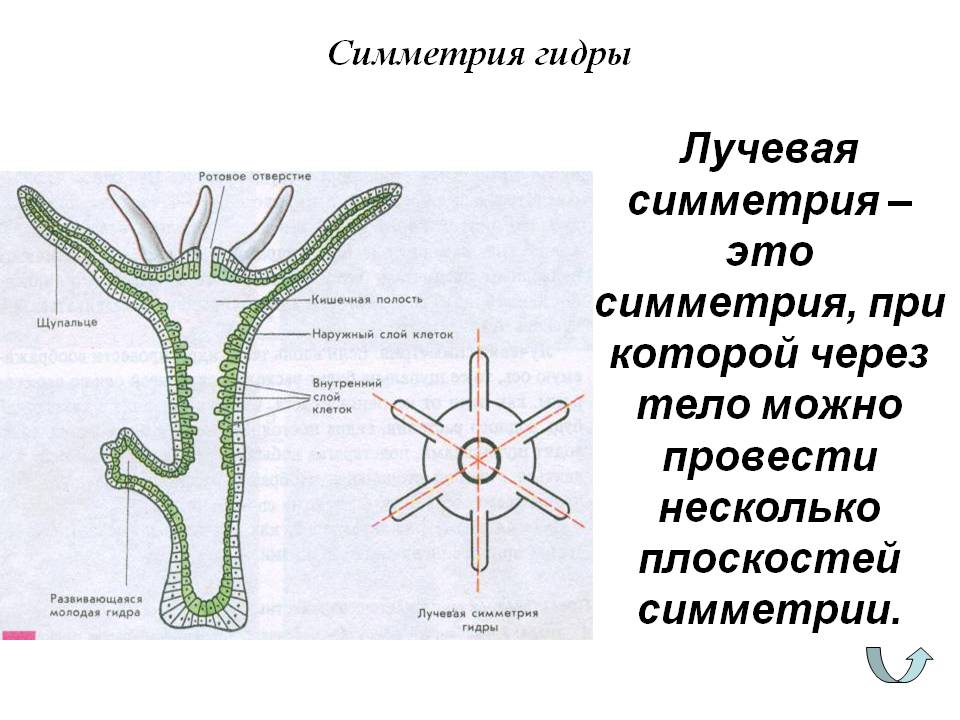 Кракен маркет даркнет только через тор скачать