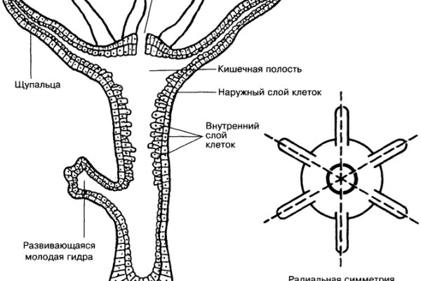 Kraken официальные зеркала