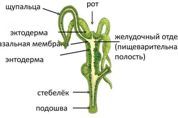 Дп onion
