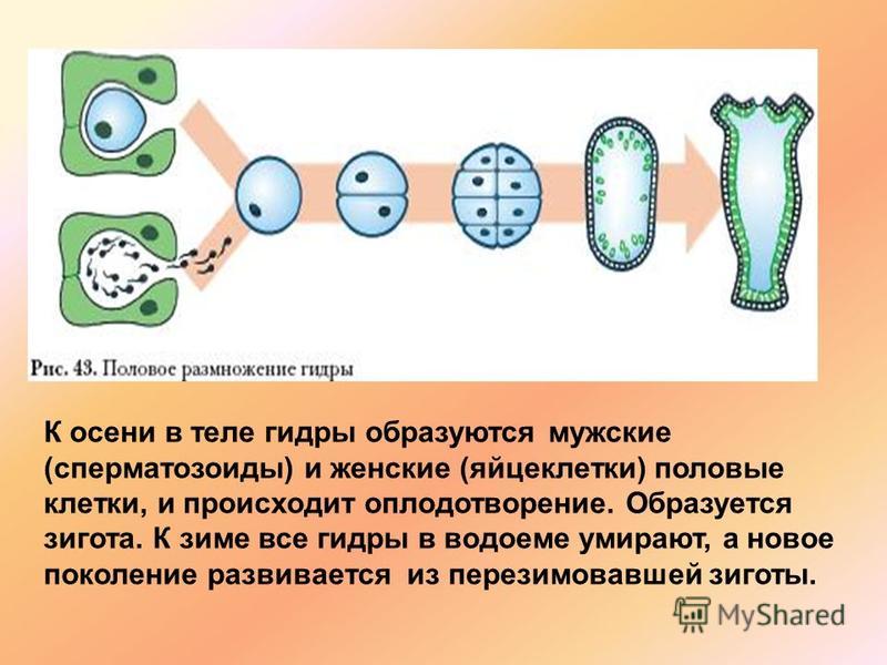 Кракен официальный